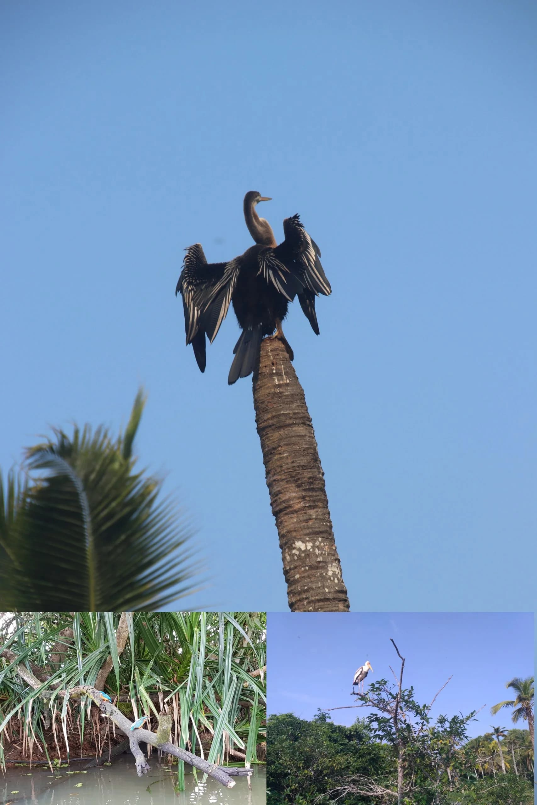 Bird Watching in Poovar Mangrove Forest - Poovar boating attraction in Kerala backwaters