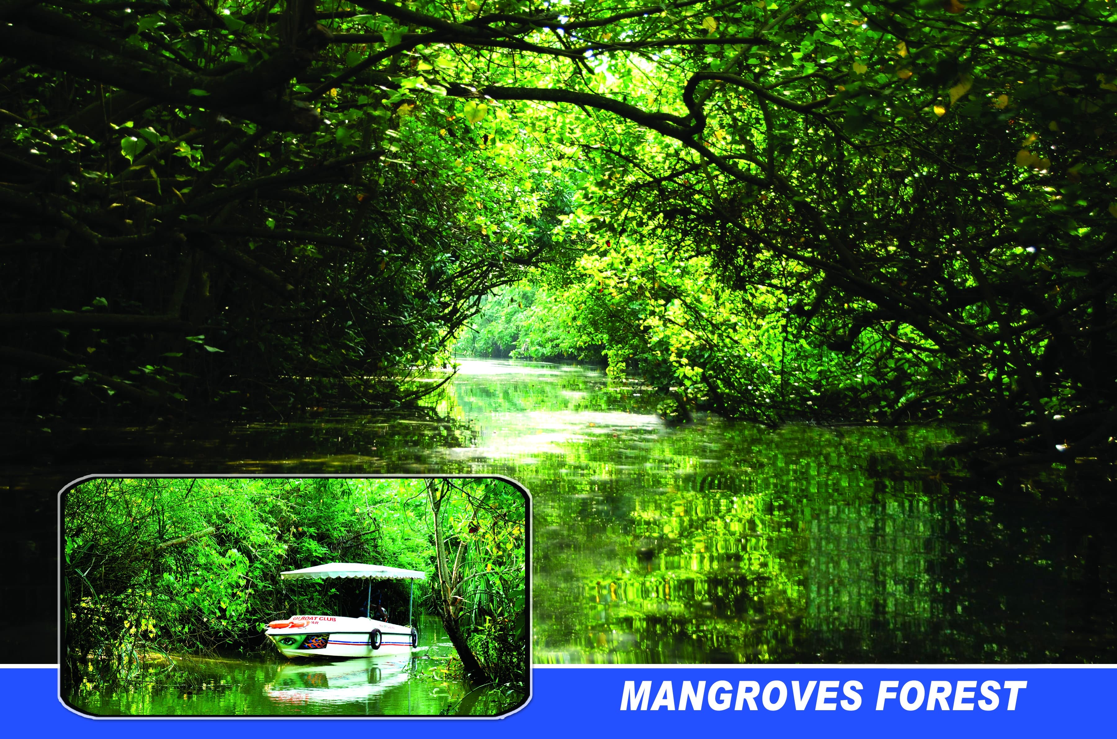 Poovar mangrove forest boating through calm waterways